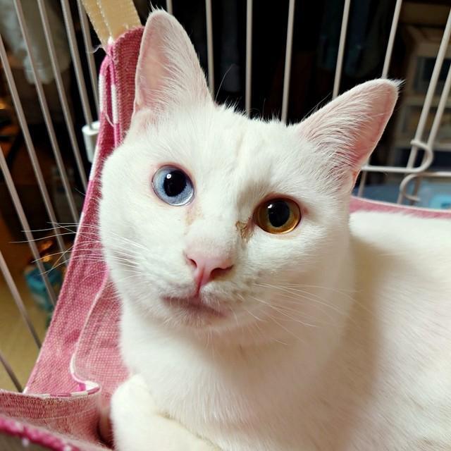 オッドアイが素敵な雪丸さん。2024年、キジ白猫の陸さんと一緒に迎えられました（画像提供：MomoKotaさん）