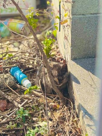 毎日空き缶やペットボトルを投げつけられていたという、サビ猫のひなたちゃん（タノビケルトさん提供）