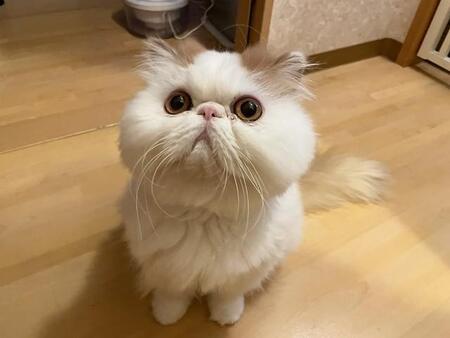 まだ2歳なのに「寝顔がお爺すぎる」猫さん「お顔がくしゃっとしててかわゆい」「ショボショボ」「猫仙人」