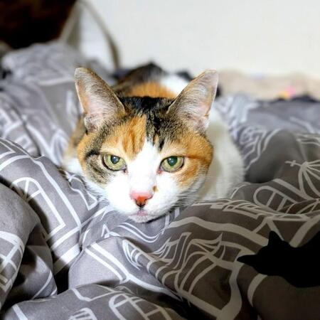 交通量の多い道路をウロウロしていた子猫　猫が苦手だった母が動いた…16年後、2匹の新入りをお世話をする立派な“姉猫”に