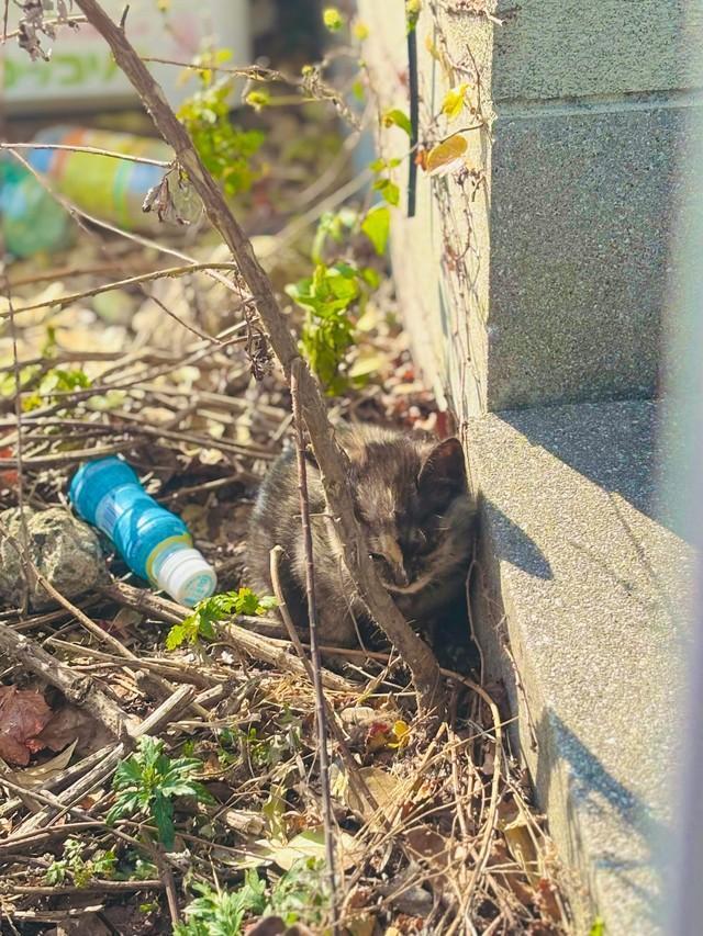 毎日空き缶やペットボトルを投げつけられていたという、サビ猫のひなたちゃん（タノビケルトさん提供）