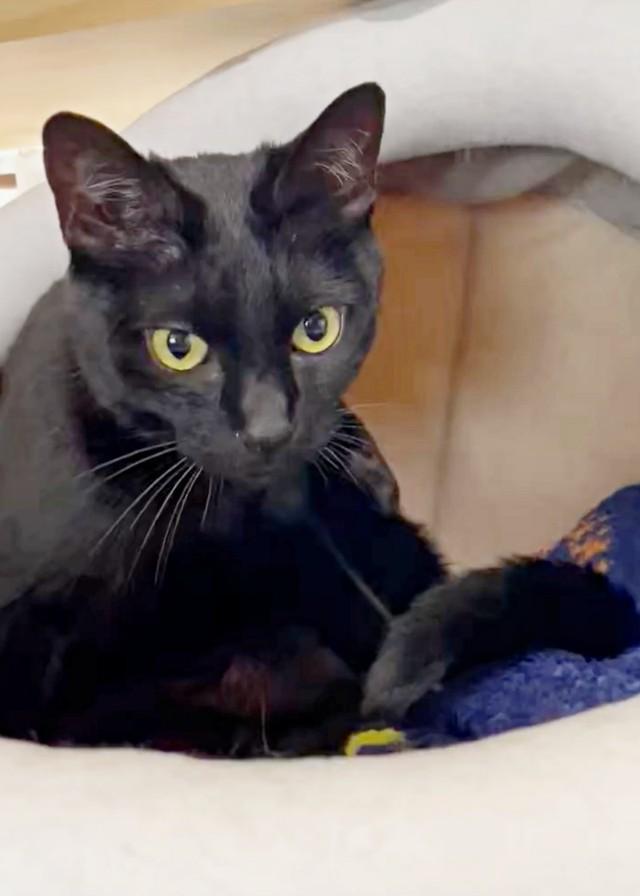 6歳になったYoちゃん。おうちで安心安全に暮らしています（画像提供：黒猫Yoちゃん（3にゃん）さん）