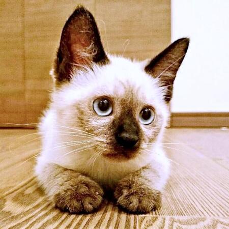 玄関まわりを行き来していた子猫…家に入りたかった？　里親を探すつもりが気づけば10年…家族の中心にいる存在に