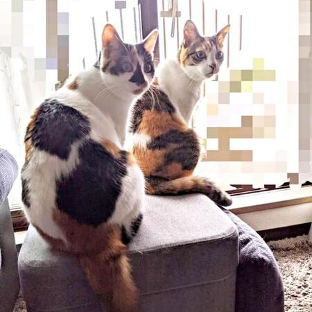 川で泥だらけになっていた生後2週間の子猫「もう生きられないかも」　ノミダニ、寄生虫で嘔吐と下痢…2～3時間おきにケアを続けて