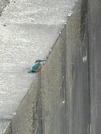 自宅からすぐの「用水路でカワセミを激写」　愛らしさに驚き「よくこんな近くで」「小さな美に感動」