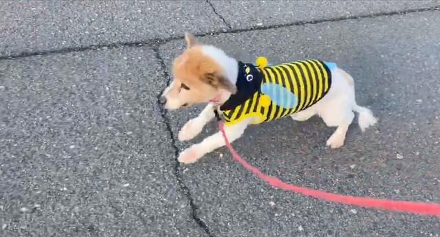 割れ目を避けようとしてジャンプするひめちゃん（画像提供：ひめたそ 17歳ミックス犬さん）