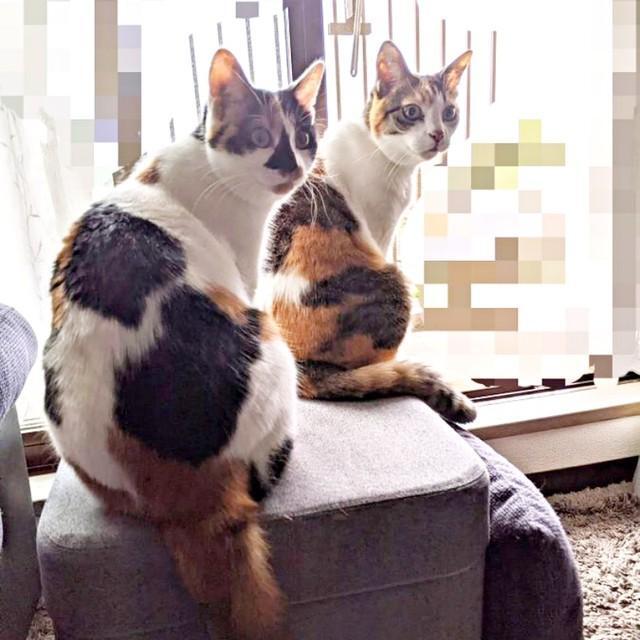 窓辺で仲良くニャルソック中！ （左から）シナちゃん、トビ子ちゃん（画像提供：tobi8/8さん）