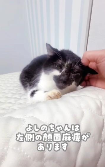 顔面左がまひのよしのちゃん。動物愛護センターからボランティアのところに引き取られた（かごねこさん提供、Instagramよりキャプチャ撮影）