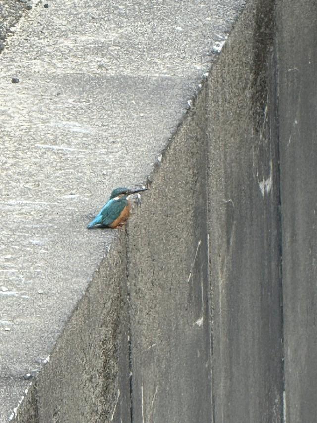 かつきさんが最初にiPhoneで撮影したカワセミの写真（画像提供：かつきしょうへいさん）