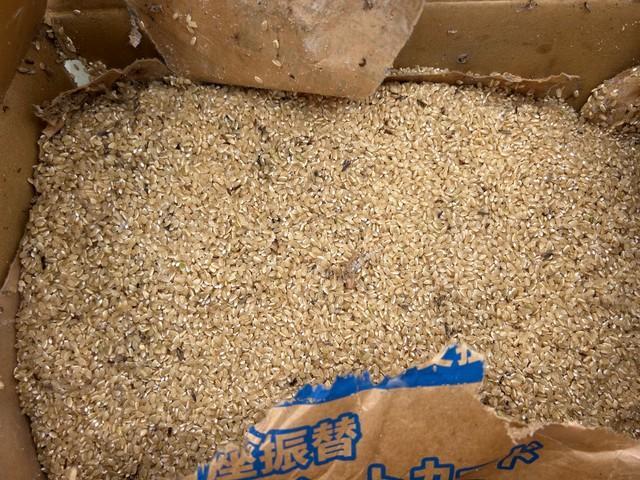 捨てられていた玄米（かながわ海岸美化財団提供）