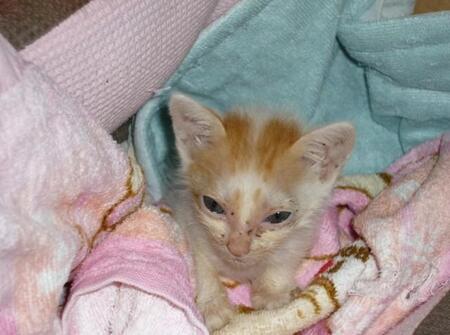 ネズミ遊びが大好きだった「ツン6デレ4」の三毛猫が尿道がんに　8カ月の闘病を見届けた飼い主が思う“ペットロス”との向き合い方