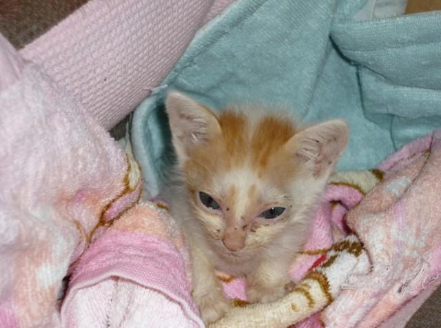 亡き愛猫ルルちゃん