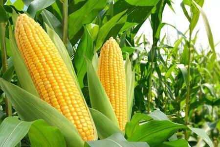 早朝と夕方　収穫の時間帯でトウモロコシの甘さが変わる！？