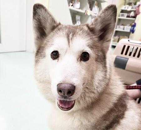 繁殖犬の宿命・子宮蓄膿症を患うシベリアンハスキー 保護施設で日差しを浴びて久しぶりのお散歩 賢いあなたに良い知らせが届きますように