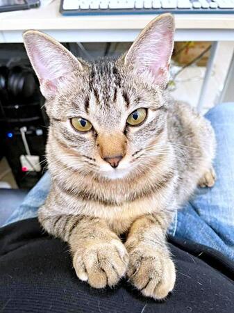 「衣替え」して戻ってきた！？亡くなったキジトラの先住猫そっくりの子猫との出会い　「橋本環奈みたいなキラキラおめめ」のやんちゃっ子