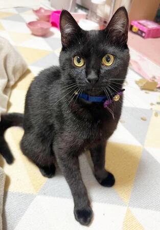 きょうだいが目の前で絶命…恐怖で動けなくなった子猫を保護　トラウマと命の危機を乗り越え、先住猫と走り回るやんちゃ坊主に成長