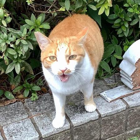 日よけ雨宿りの場所をつくりお世話の連絡帳も　大学生に愛された地域猫がつかんだ幸せ　保護や飼い主探しの支援の輪が猫にまつわる陶器市に