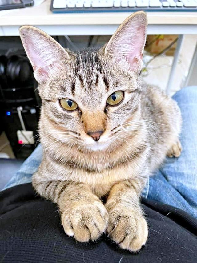 飼い主さんのお腹の上でまったり♪ ゴールドの瞳が素敵なテンちゃん（画像提供：安田武史さん）