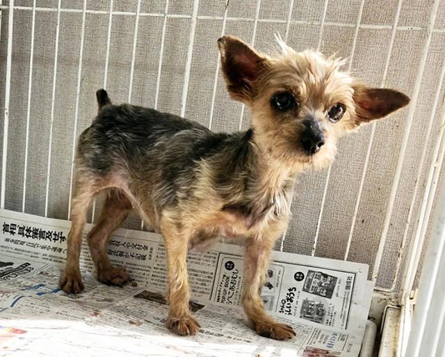静岡県内の国道沿いのゴミ捨て場で保護されたヨークシャーテリアのメス犬、陽ちゃん