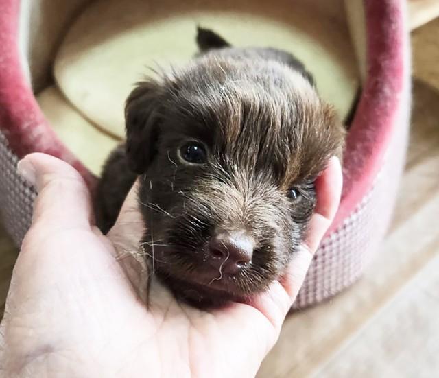 生まれたばかりにして瀕死の状態で保護されたフラットコーテッドリトリーバーの葉奈