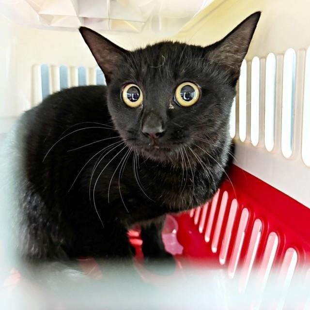 キャリーバッグに入ったクロミ姫ちゃん（画像提供：安田武史さん）