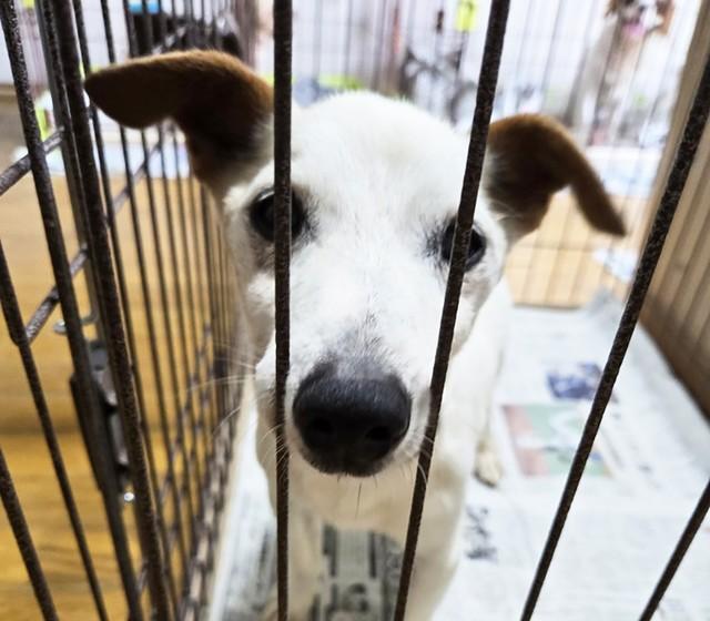 目が見えず耳も聞こえぬ上に認知症の症状も見受けられたシニアの保護犬・ジョン