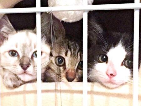 仲良し兄妹猫の３匹、能登半島地震の津波警報が発令されて…　「一生会えないかも」と覚悟→あらためて抱きしめた命の重み