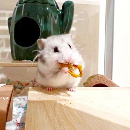 ハムちゃん、後ろ後ろ!パプリカを食べるのに夢中のハムスターに思わぬハプニング 衝撃の展開に「かわいすぎて苦しい」「もはやドッキリGP」