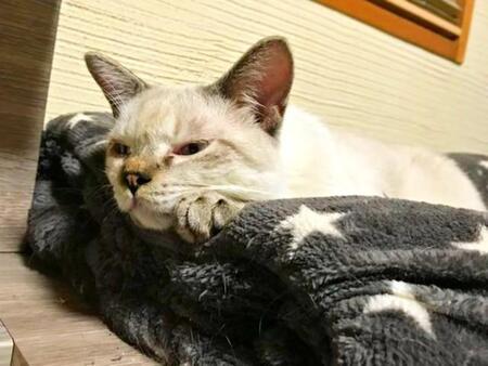 「これ以上は飼えない」家には8匹の猫→目の前に現れたボロボロの子猫たち　「保護しなければ生きていけない」と決意