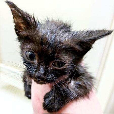 ノミに血を吸われガリガリ、生死をさまよう子猫　夫からは「もう絶対最後やで」と言われ保護、先住猫がママ代わりになって6カ月後