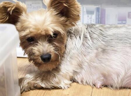 ブリーダーから保護したヨークシャーテリア　元繁殖犬はぽっこりお腹　「私の赤ちゃん、かわいいでしょ？」母子はそろって幸せをつかんだ