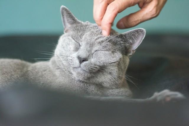 猫を1匹飼育するにはさまざまな費用がかかります。※画像はイメージです。（GINZI/stock.adobe.com/）