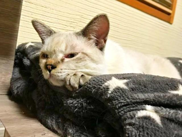 今にも寝落ちしそうなサムくん（画像提供：またまた一匹増えて五猫（ｺﾞﾆｬﾝ）のぱぱになりました。）