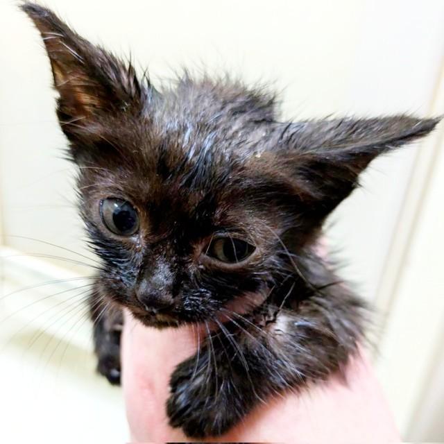 生後1カ月半のあんずちゃん（画像提供：きのひとまるさん）