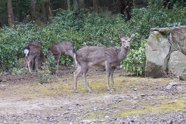 こちらは兵庫県内で撮影された野生の鹿。鹿の食害は日本各地で報告されている