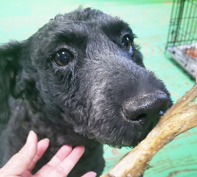 元繁殖犬のケリーブルーテリアのエバ。肉体を酷使させられた上に、腫瘍を抱えても放置されたままという劣悪な状況の中で保護されました