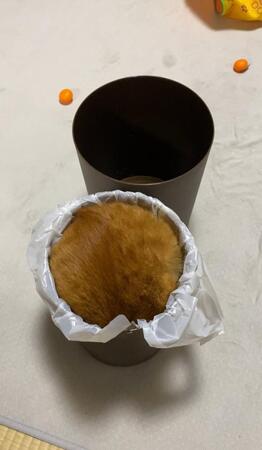 「新しい袋セットしたはずなのに…」“満タン”のゴミ箱に「カップケーキじゃん」「焼きたてのマフィン」いったい何？