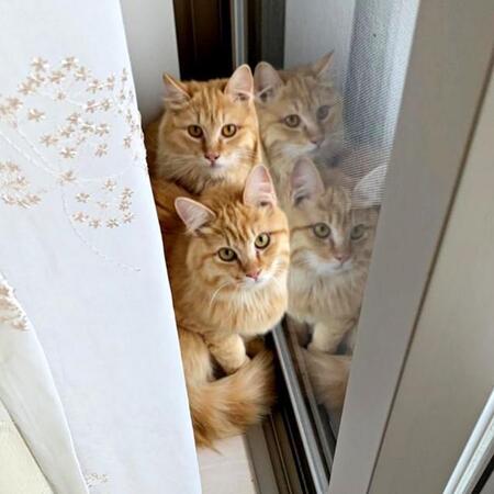 兄弟の保護猫をお迎えしたら…ソファの陰から出てこない!? 触れないほど臆病だったふたり 今では甘えん坊のハンサム兄弟に