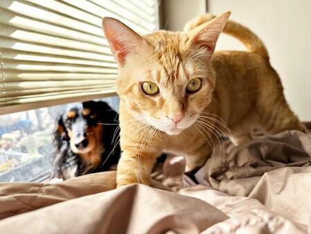 真夏のごみ集積所で空き缶を舐めていた茶トラ猫は猫エイズで…　「最期まで一緒に」終生飼育を決めた先にあった家族の絆