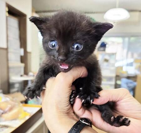 「ミャア…ミャア…」　どぶに埋もれて助けを求める子猫　過酷な環境で生きる外猫をこれ以上増やさないために