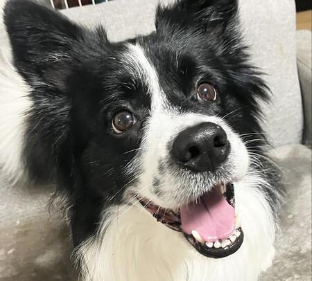 ペットショップで購入後ジモティーで譲渡　周囲を笑顔に変えるボーダーコリー　「うちにおいで」と朗報が届いた