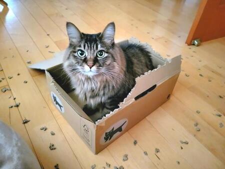 なんでこんなに好きなんだろう…段ボールちぎりを愛する猫動画に共感の声続々