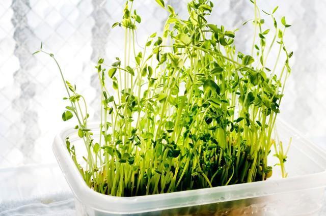 「豆苗がうまく再生しない…」　実は、カットの仕方が原因だった！？※画像はイメージです（kariphoto/stock.adobe.com）