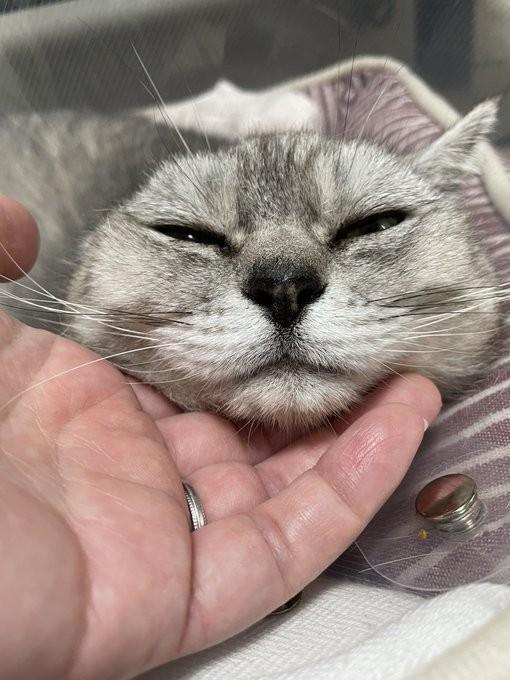 かわいい甘え顔