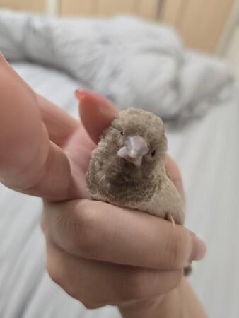 飼い主さんの手の中で撫でてもらう天ぷらちゃん（画像提供：かなめ＠siri 梵くらさん）