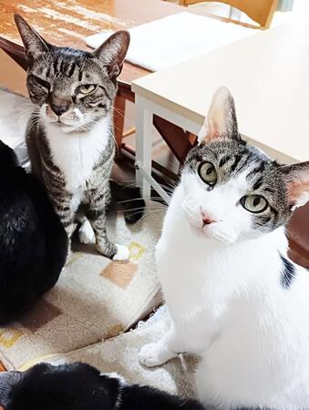 1匹だけなんて選べなかった…捨てられていた4匹の子猫をお迎え　あわや脱走！→家族で語り草になる奇跡の出来事