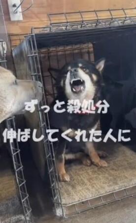 かみつき犬の柴犬が、殺処分寸前に保護施設へ「笑った顔を見たことがない」→「大喜びで走り回る」ように