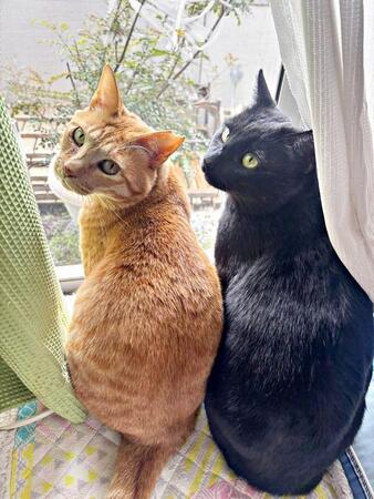 猫が苦手だった夫を変えた保護猫との予期せぬ別れ…闘病を見守った日々と、新たに迎えた2匹が本当の“兄弟”になるまでの物語