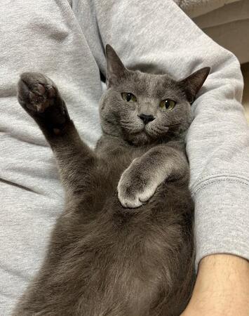 「ナデナデが嬉しすぎる猫の最終形態」とは？足をピーン！「これは…クリオネコ」「柿の種みたい」