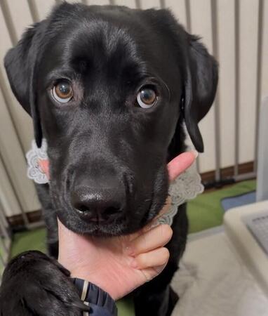 「知らないぷーい！」バレた瞬間の“目そらし犬”　やらかし感あふれる表情に3.8万いいね